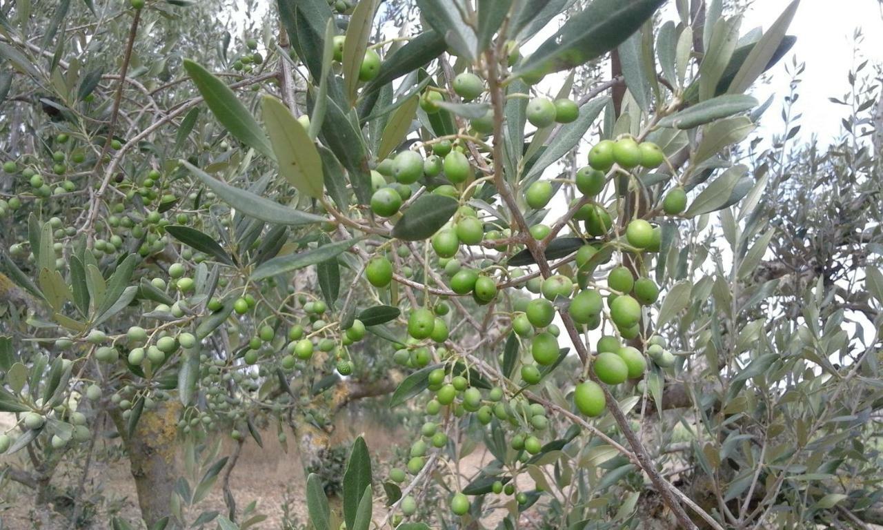 Poderi Di Tragliatella Экстерьер фото